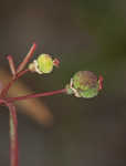 Coastal sand spurge